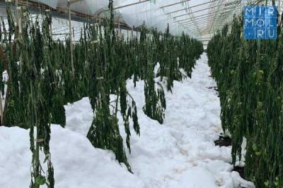 В Карабудахкентском районе снегопад нанес ущерб 110 га теплиц - mirmol.ru - респ. Дагестан