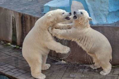 Новосибирцы выступили против продажи белых медвежат Норди и Шайны - novos.mk.ru - Москва - Санкт-Петербург - Новосибирск