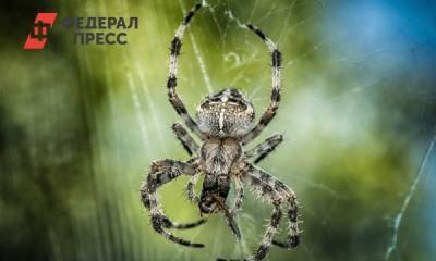 Можем ли мы съесть во сне пауков: биолог о популярном мифе - fedpress.ru - Москва