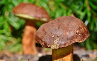 Медики назвали целительные свойства грибов - lenta.ua
