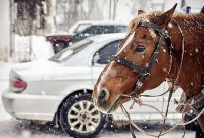 Почему мощность автомобильных двигателей измеряется в "лошадях": кто придумал этот термин - 24tv.ua - Шотландия
