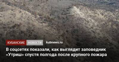 В соцсетях показали, как выглядит заповедник «Утриш» спустя полгода после крупного пожара - kubnews.ru - Анапа - Краснодарский край