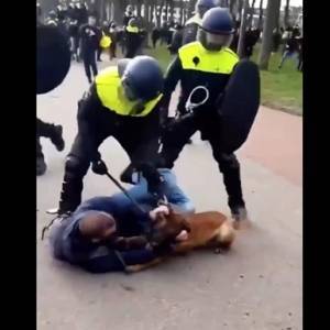 В Гааге на протестующих против карантина спустили собак - reporter-ua.com - Голландия - Гаага