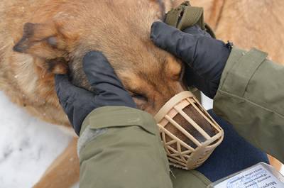 Регионам предложили самим решать судьбу бездомных животных - pnp.ru