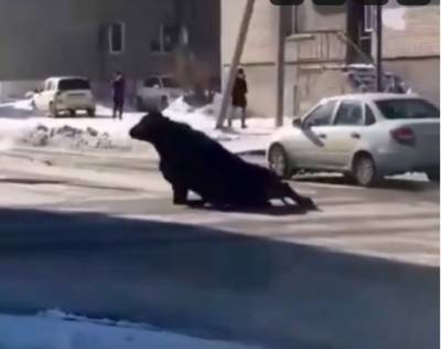 В Шадринске на ходу из фургона выпал племенной бык. Он сломал ногу и полз по дороге - znak.com - Шадринск