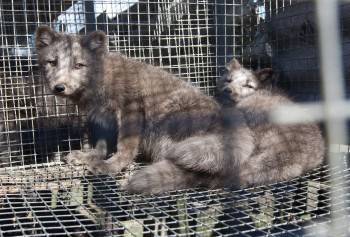 В Китае выявили новые рассадники смертоносных вирусов - vologda-poisk.ru