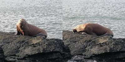 В Ирландии впервые в истории заметили моржа. Он пересек Атлантику, заснув на айсберге — видео - nv.ua - Ирландия