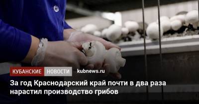 Вениамин Кондратьев - За год Краснодарский край почти в два раза нарастил производство грибов - kubnews.ru - Краснодарский край - Краснодар - Кореновск