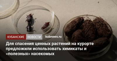 Для спасения ценных растений на курорте предложили использовать химикаты и «полезных» насекомых - kubnews.ru - Сочи - Краснодарский край
