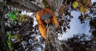 "Перевернутый мир": фото Томаса Виджаяна и лучште кадры с World Nature Photography Awards - ru.armeniasputnik.am