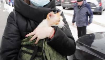Спасенный в Кстовском районе кот вернулся к хозяевам - vgoroden.ru - Дзержинск - Нижний Новгород - район Кстовский
