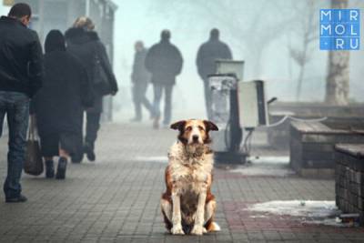 Законопроект об усыплении бездомных животных внесен в Госдуму - mirmol.ru