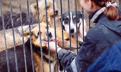 Депутаты Госдумы от «Единой России» предложили убивать бездомных животных в приютах - og.ru