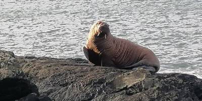 На берег Ирландии выбросило моржа, не типичного зверя для этого региона - фото - ТЕЛЕГРАФ - telegraf.com.ua - Ирландия - Арктика