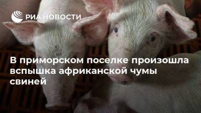 В приморском поселке произошла вспышка африканской чумы свиней - ria.ru - Приморье край - Владивосток - район Надеждинский