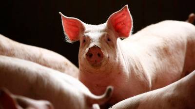 Африканскую чуму свиней выявили в Приморье - gazeta.ru - Приморье край - район Надеждинский