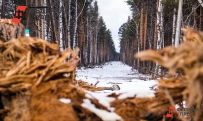 Александр Цыбульский - Глава Архангельской области предложил правительству РФ пересчитать леса в регионах - fedpress.ru - Сколково - Архангельск - Архангельская обл.