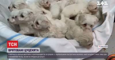 В Германии спасли более сотни контрабандных щенков - tsn.ua - Бельгия - Германия
