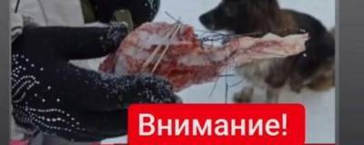 В новосибирском парке нашли опасное мясо с иглами и булавками - runews24.ru - Новосибирск