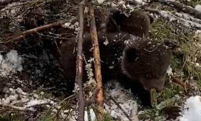 В Карелии лесорубы разрушили медвежью берлогу: медвежат пришлось спасать - gubdaily.ru - район Сортавальский - республика Карелия