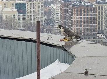 Сапсаны вернулись на крышу уфимского банка, чтобы вывести птенцов - ufacitynews.ru - Сапсан