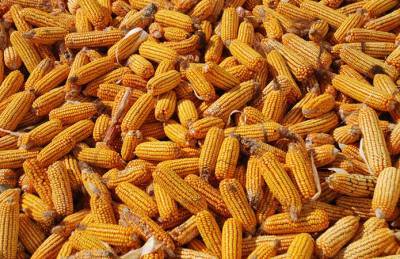 Украинская кукуруза остается самой дорогой на мировом рынке - agroportal.ua