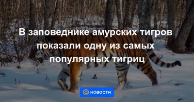 Екатерина Гура - В заповеднике амурских тигров показали одну из самых популярных тигриц - news.mail.ru - Еврейская обл.