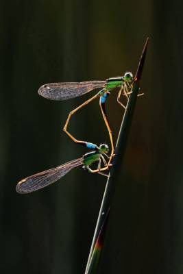 Секс стрекоз и битва львов: Лучшие фото конкурса World Nature Photography Awards - techno.bigmir.net