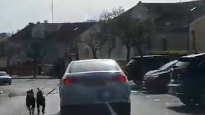 Возмутительное видео: мужчина в Иерусалиме привязал собак к машине и поехал - vesty.co.il - Иерусалим