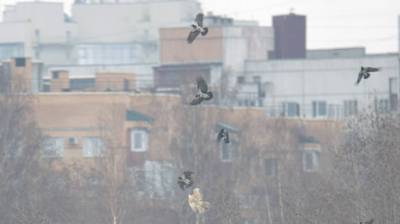 В Приморском районе сфотографировали битву ястреба со стаей ворон - neva.today - Санкт-Петербург