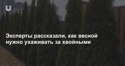 Эксперты рассказали, как весной нужно ухаживать за хвойными - news.tut.by