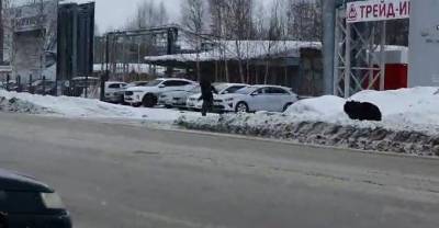В Нижневартовске медведь на улице гонялся за людьми и попал под автобус - znak.com - Нижневартовск
