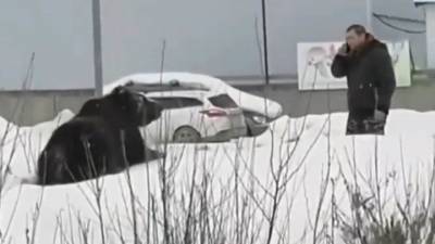 Медведь набросился на прохожего на улице в Нижневартовске - vesti.ru - Нижневартовск