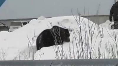 Видео из Нижневартовска: по городу мечется дикий медведь - piter.tv - Нижневартовск