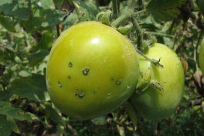 Чем и когда удобрять рассаду томатов, перцев и баклажанов? - skuke.net