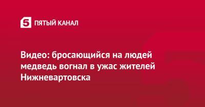 Видео: бросающийся на людей медведь вогнал в ужас жителей Нижневартовска - 5-tv.ru - Нижневартовск