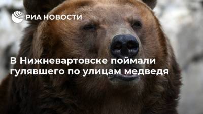 В Нижневартовске поймали гулявшего по улицам медведя - ria.ru - Ханты-Мансийск - Югра - Нижневартовск
