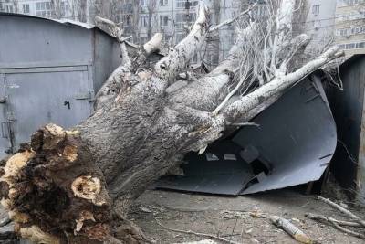 В Астрахани упавшее из-за ветра дерево раздавило гараж - ast.mk.ru - Астрахань