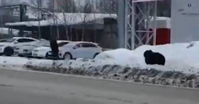 В России медведь гонялся за прохожими по улицам города (видео) - focus.ua - Россия - Нижневартовск