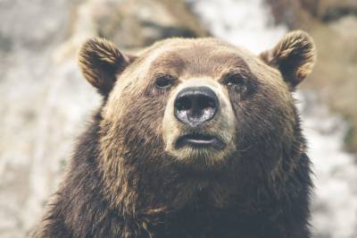 Медведь устроил погоню за прохожими на улице в ХМАО - news.vse42.ru - Югра - Нижневартовск