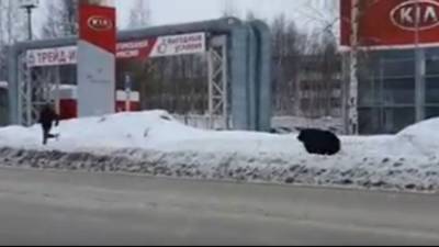 В Нижневартовске полиция решает, что делать с медведем, час гонявшим прохожих по улицам города - newdaynews.ru - Тюмень - Югра - Нижневартовск