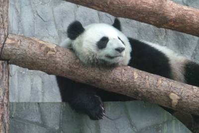Видео поздравлений панд из Московского зоопарка восхитило Сеть - vm.ru