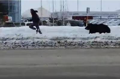 Медведь навел шороху в городе и попал под автобус. ВИДЕО - from-ua.com - шт.Аляска - Нижневартовск