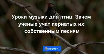 Уроки музыки для птиц. Зачем ученые учат пернатых их собственным песням - news.mail.ru - Австралия - Канберра