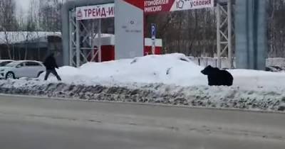 В российском Нижневартовске медведь бегал по улицам и бросался на людей: видео - tsn.ua - Россия - Румыния - Нижневартовск