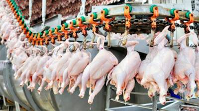 Тарас Качка - Украина возобновляет экспорт мяса птицы в ЕС - bin.ua