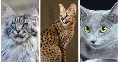 Любимец по цене квартиры: 12 самых дорогих пород кошек в мире - focus.ua - Англия