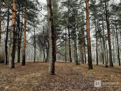 Высадка деревьев в нижегородском парке «Швейцария» начнется в апреле - vgoroden.ru - Швейцария - Благоустройство