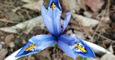 Настоящая красочная весна: в Одессе в ботаническом саду распускаются первоцветы (фото) (6 фото) - tsn.ua - Одесса