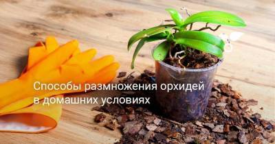 Способы размножения орхидей в домашних условиях - skuke.net